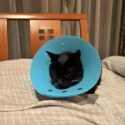 ちょーちの画像