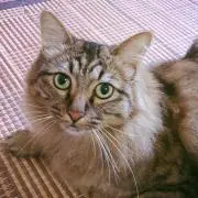 にゃんこ