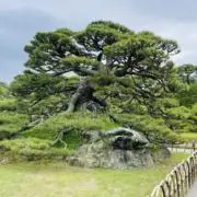 mikikiの画像