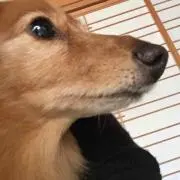 いぬの画像