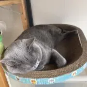 fuuの画像