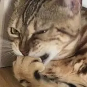 ルナちゃん