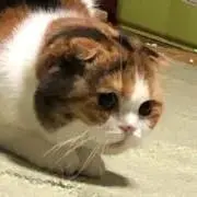 Lenaの画像