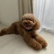 ココの画像