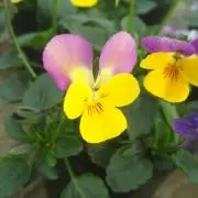 あゆんぼ様専用！精米代込み！ミルキークイーン玄米29キロ 7年年産