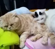 くぅ☆