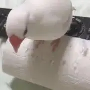 ブンの画像