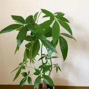パキラ植物園の画像