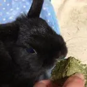 めぐ