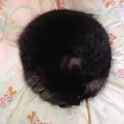 96猫♪