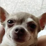 ぼにたんの画像
