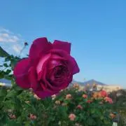 けーぷ ◎ プロフ必読 ◎の画像