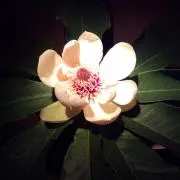 はな