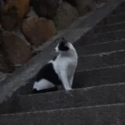 バグネコ