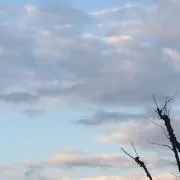Nanonの画像
