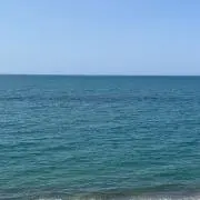 アビの画像