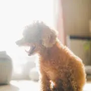 上腕二頭筋