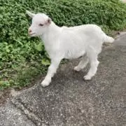 えれぢいの画像