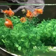 Sの画像