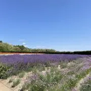 なつ
