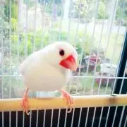 のっち