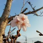 mkk825の画像