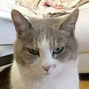 おもちの画像