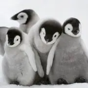 モンユの画像