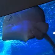 うるウルの画像