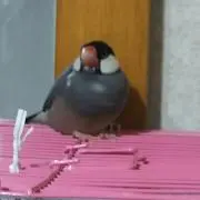 ワカメの画像