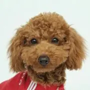１メタボの画像