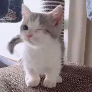 qの画像