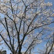 HNの画像