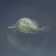 するめ