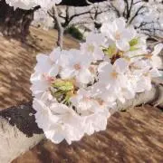 るーの画像