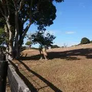 pontaの画像