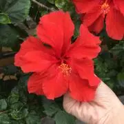 Churaharu※プロフ必読の画像