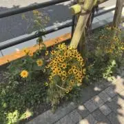 りの画像