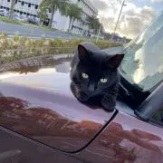ねむの画像