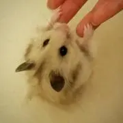 ゆうまる☆引っ越すため値下げ中！！