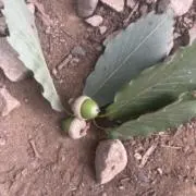 まいの画像