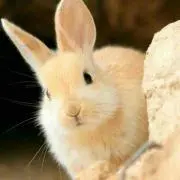 なち