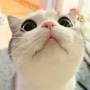 おしゅし