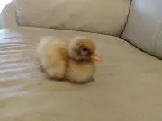 バニラの画像