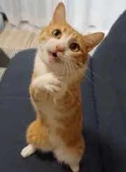 ワキ