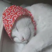 ばさま~の画像