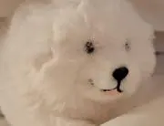 cの画像