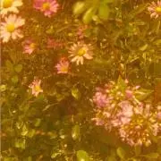 アリ〜プロフ必読〜