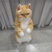 ぴょんの画像