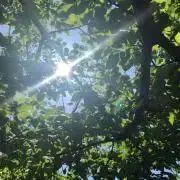 Pochiの画像